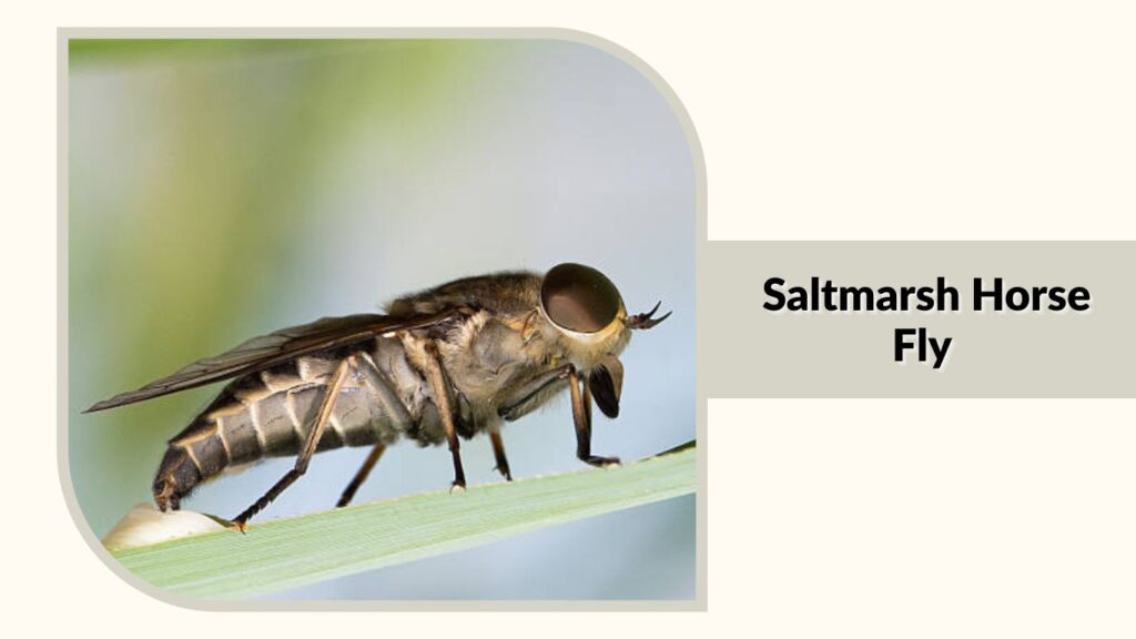  Saltmarsh Horse Fly