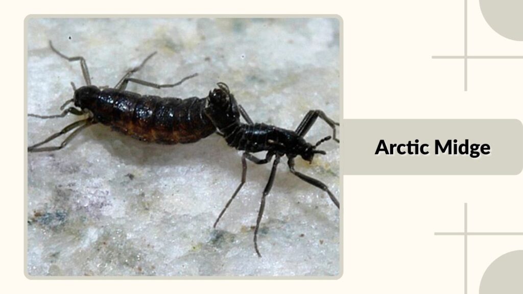  Arctic Midge