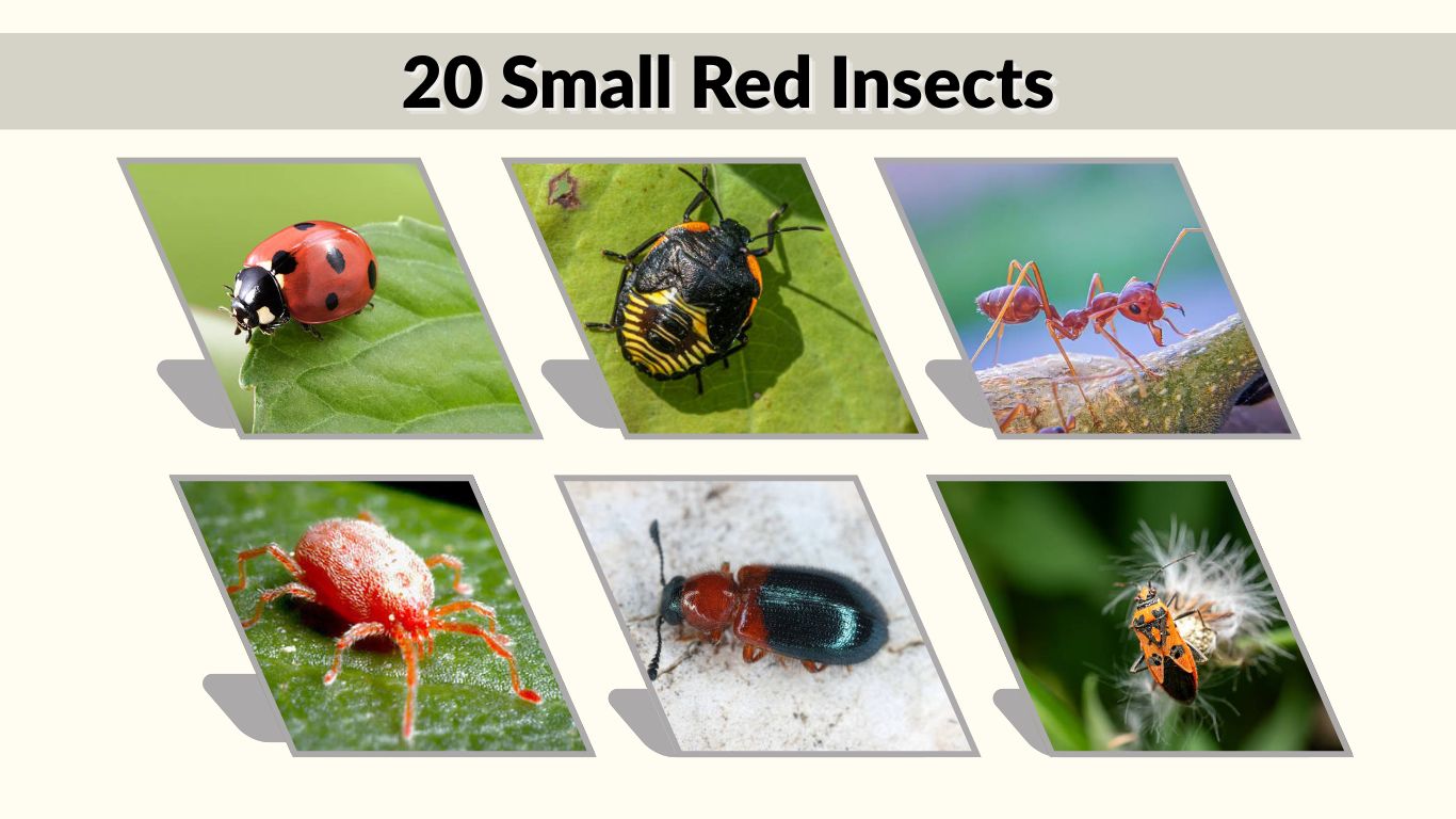 20 Small Red Insects: Identification with Pictures