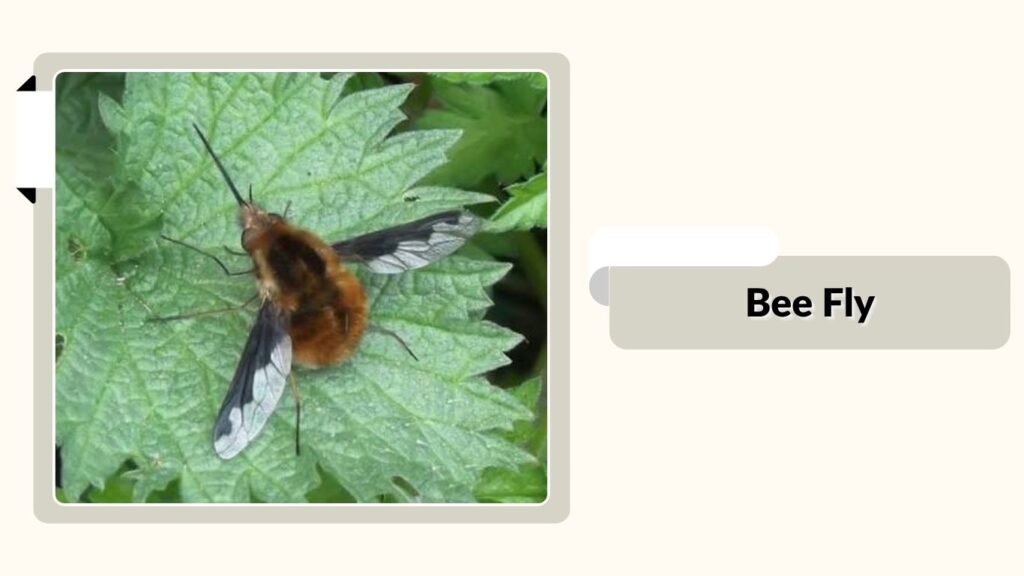 Bee Fly