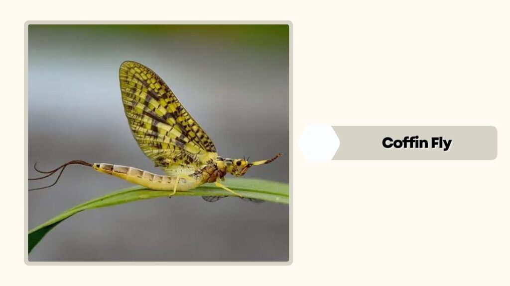  Coffin Fly