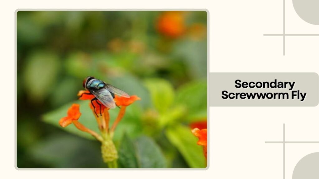  Secondary Screwworm Fly
