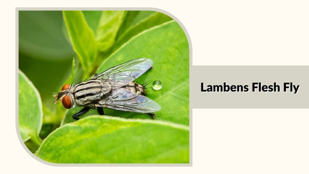 Lambens Flesh Fly