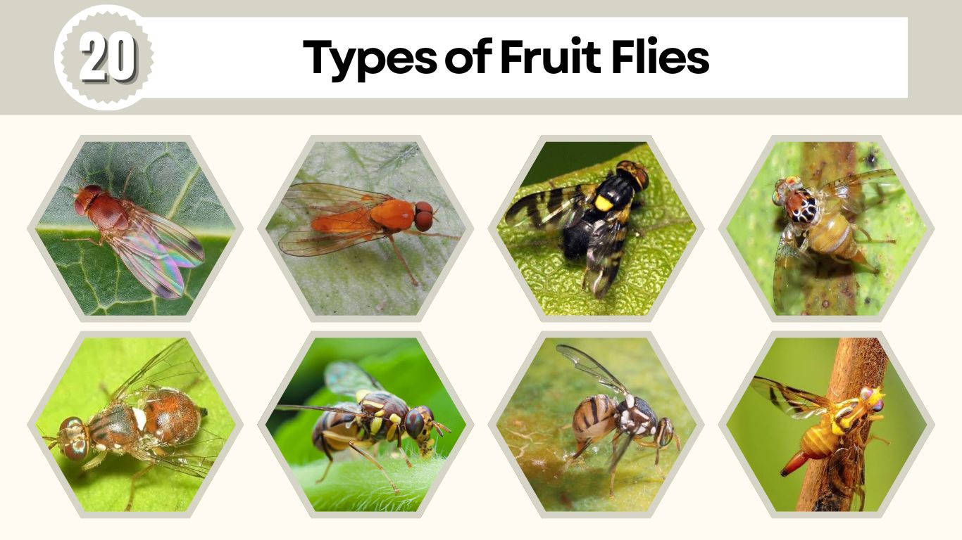 20 Types of Fruit Flies: Identification, Habitat and Facts
