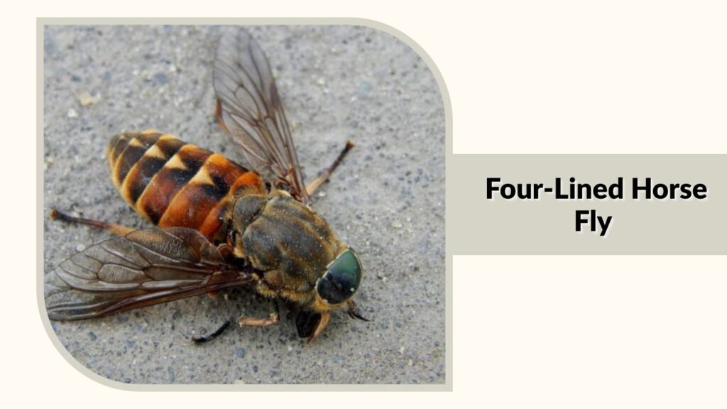 Four-Lined Horse Fly