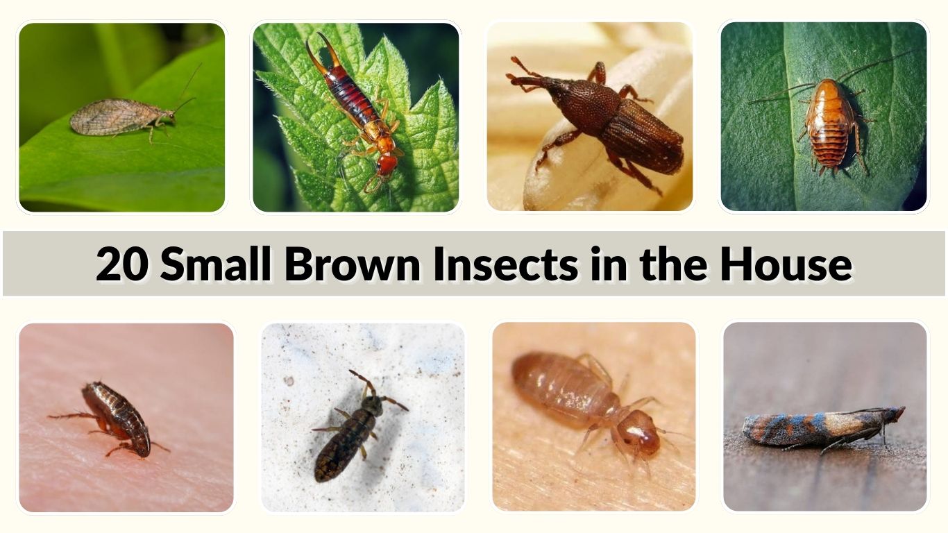 20 Small Brown Insects in the House: Identification with Pictures