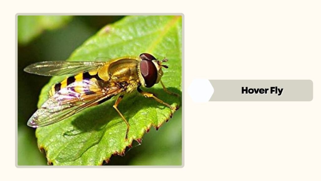 Hover Fly