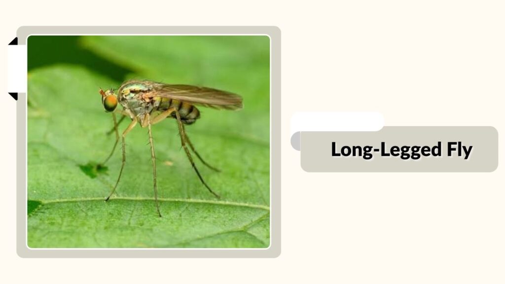 Long-Legged Fly