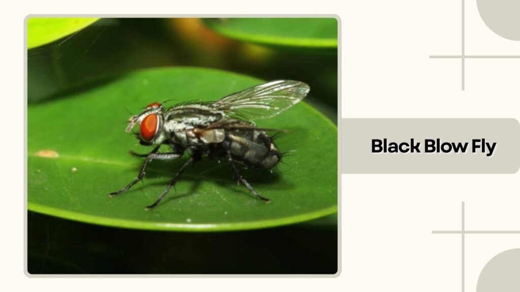  Black Blow Fly 