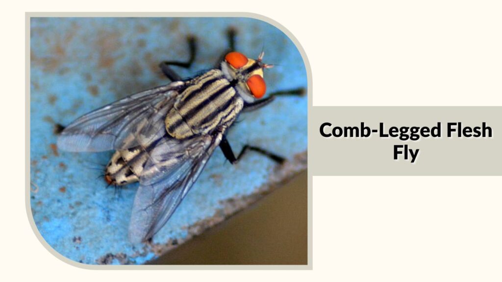Comb-Legged Flesh Fly 