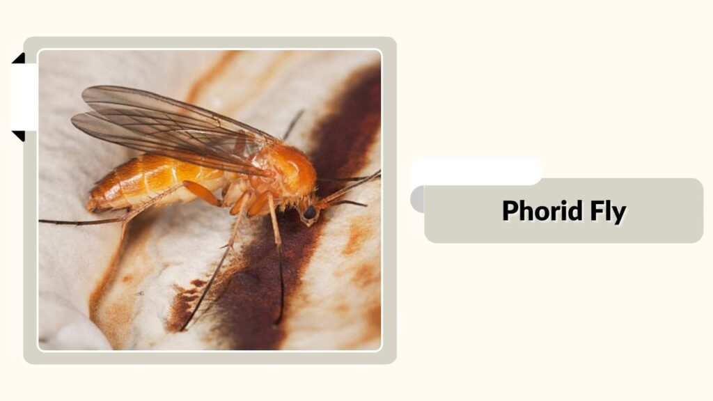  Phorid Fly