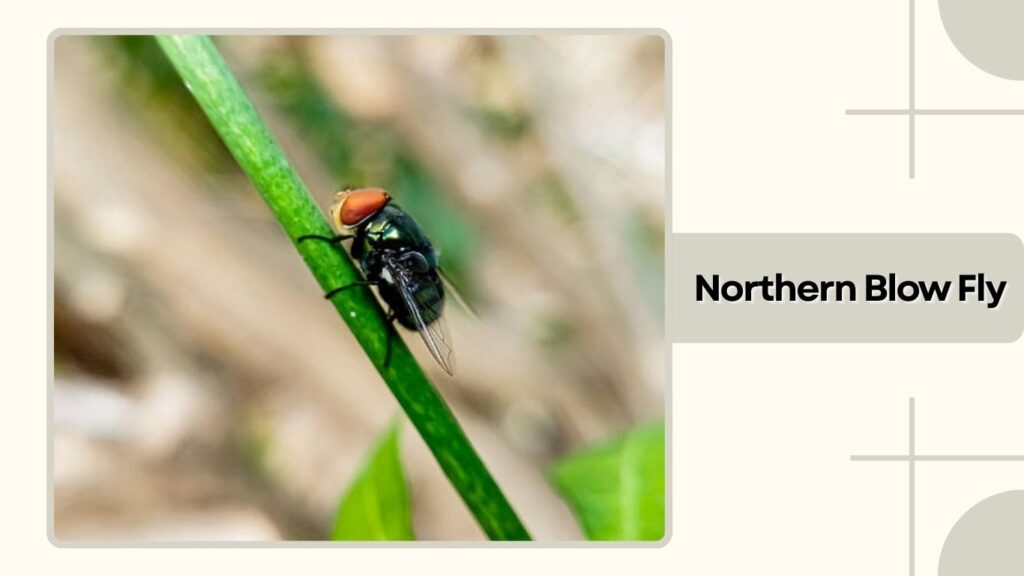  Northern Blow Fly