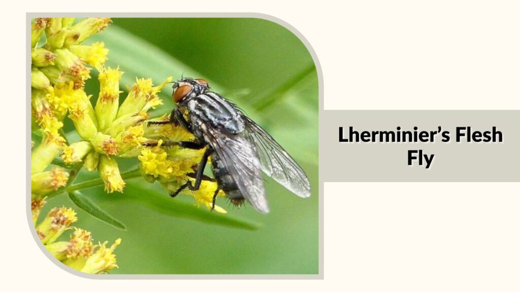 Lherminier’s Flesh Fly