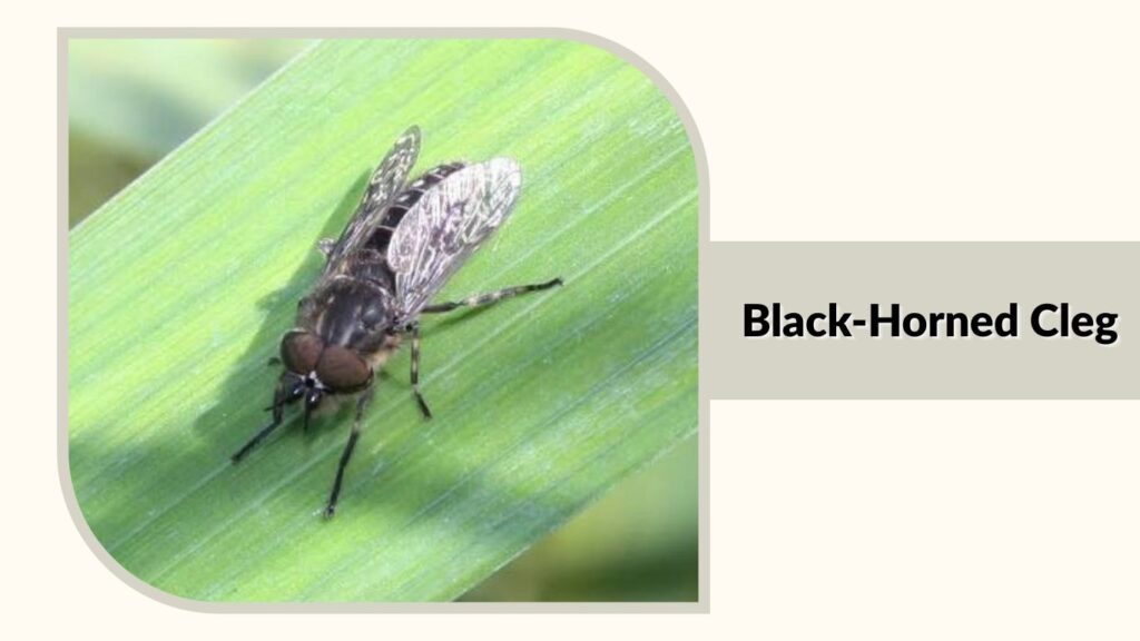  Black-Horned Cleg