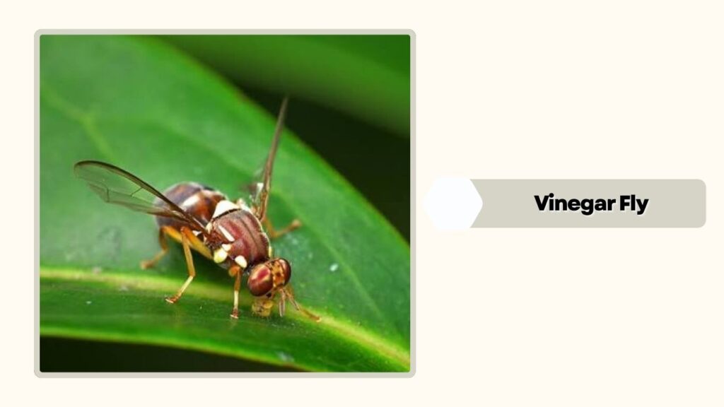 Vinegar Fly