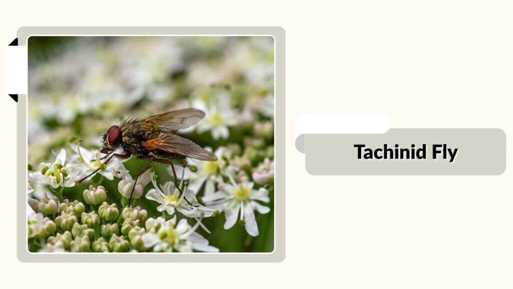 Tachinid Fly