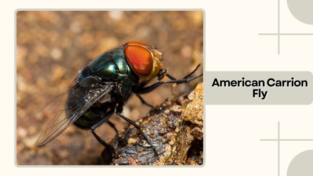  American Carrion Fly