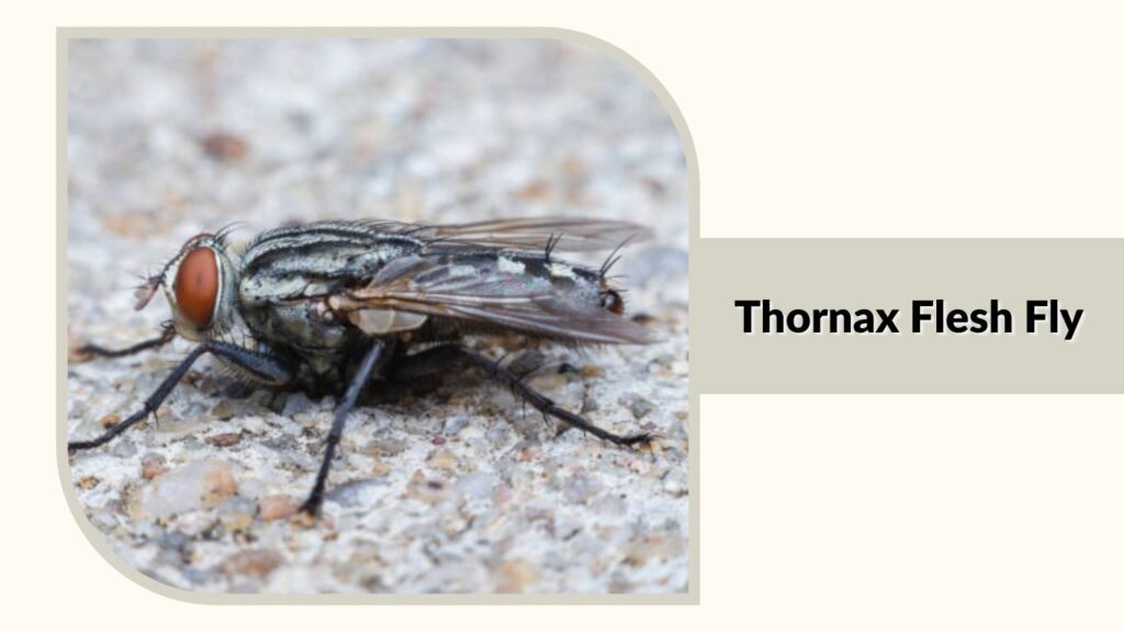  Thornax Flesh Fly