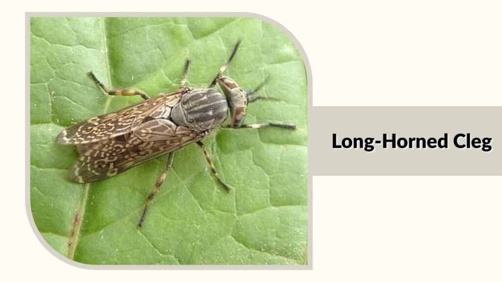 Long-Horned Cleg
