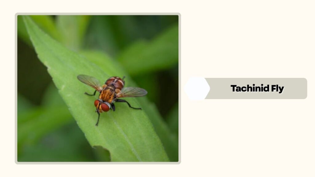 Tachinid Fly