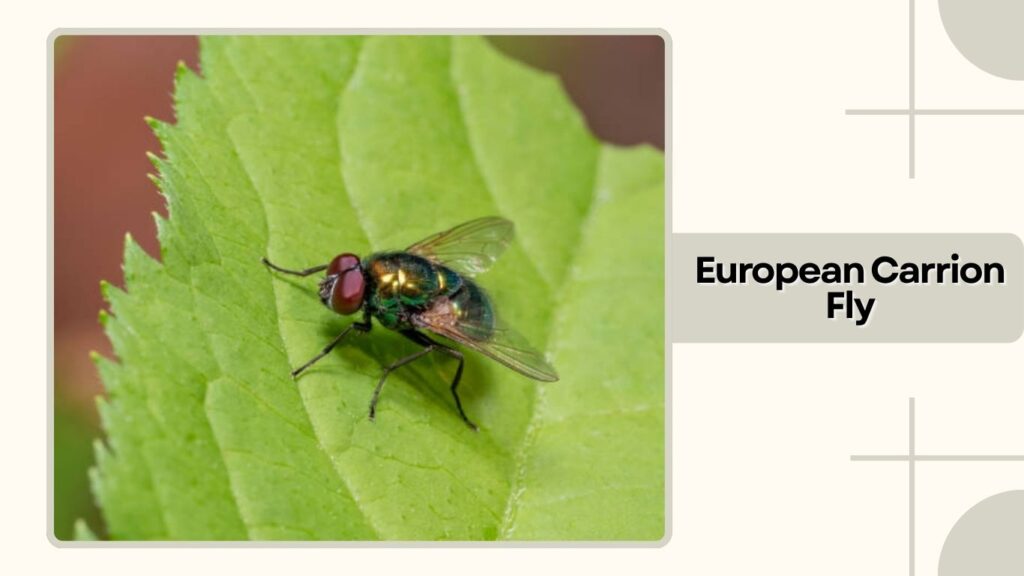  European Carrion Fly