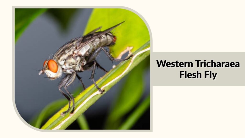 Western Tricharaea Flesh Fly