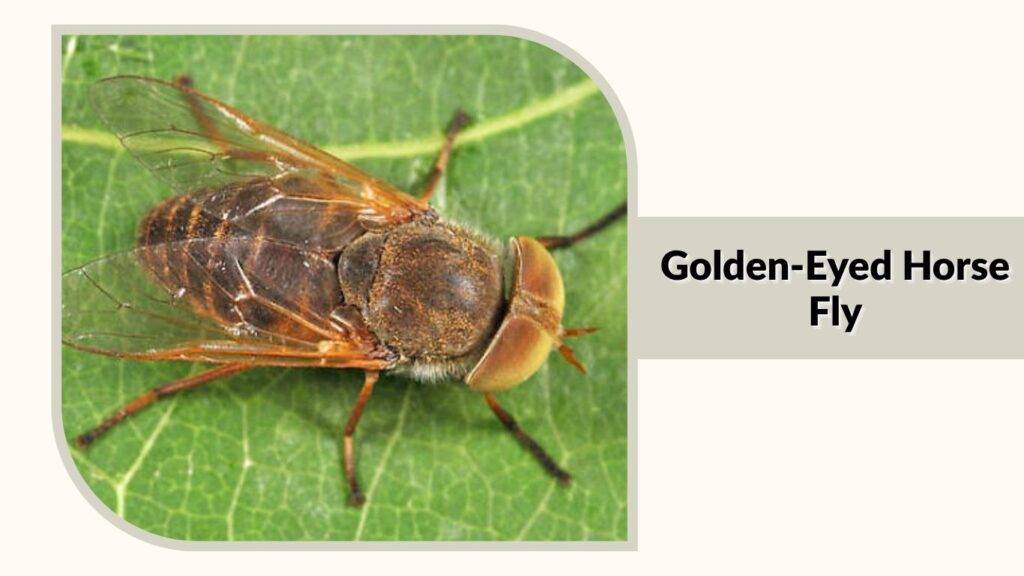 Golden-Eyed Horse Fly