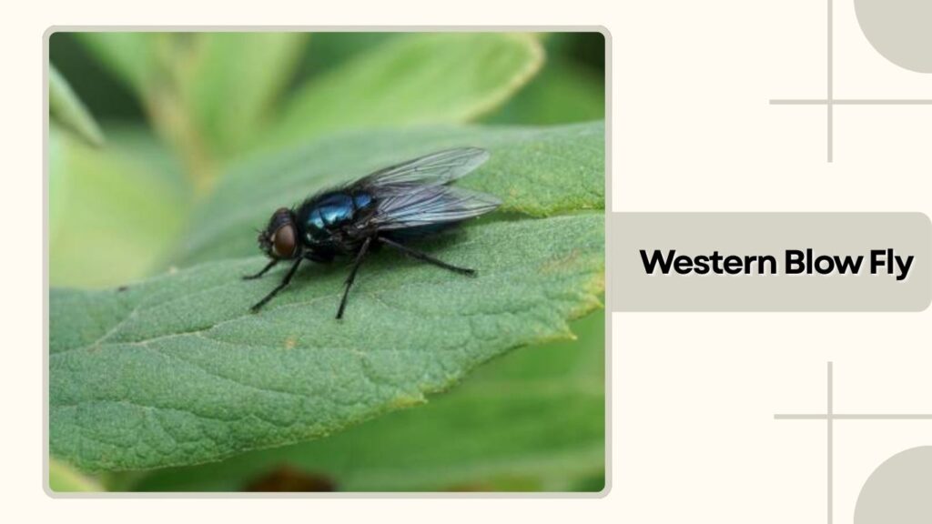 Western Blow Fly