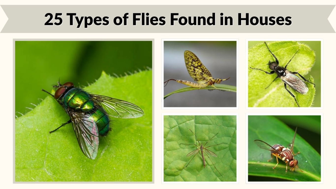 25 Types of Flies Found in Houses: Identification Guide
