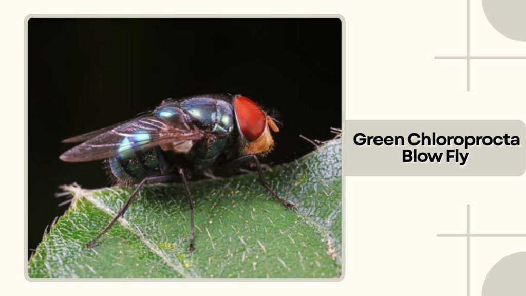 Green Chloroprocta Blow Fly
