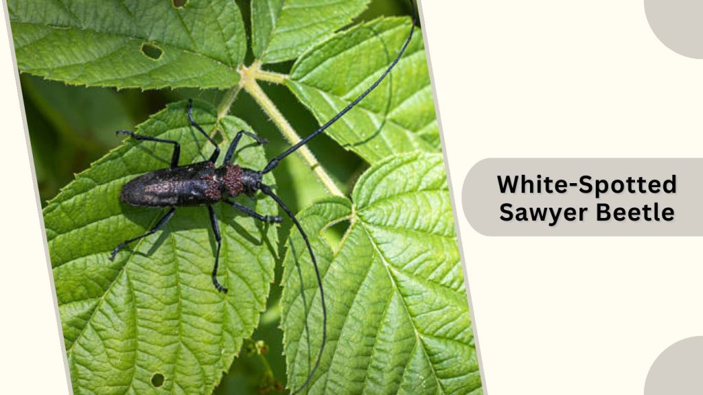  White-Spotted Sawyer Beetle