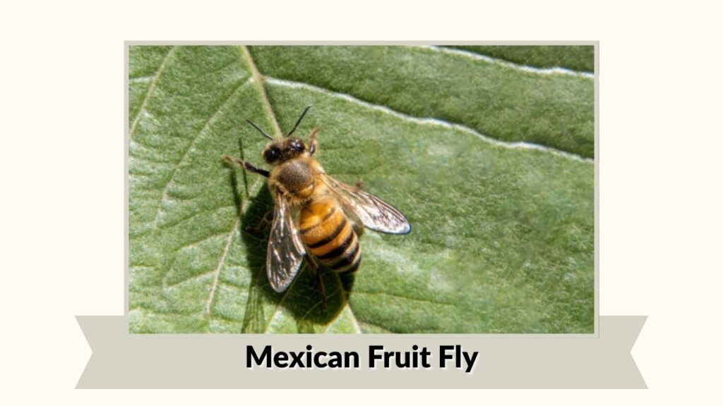 Mexican Fruit Fly