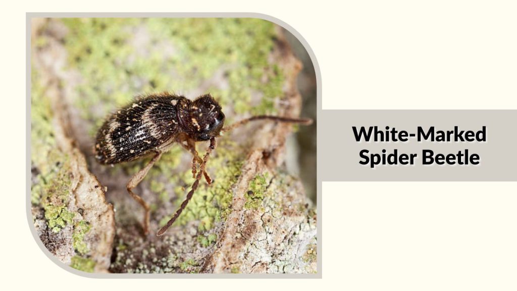 White-Marked Spider Beetle