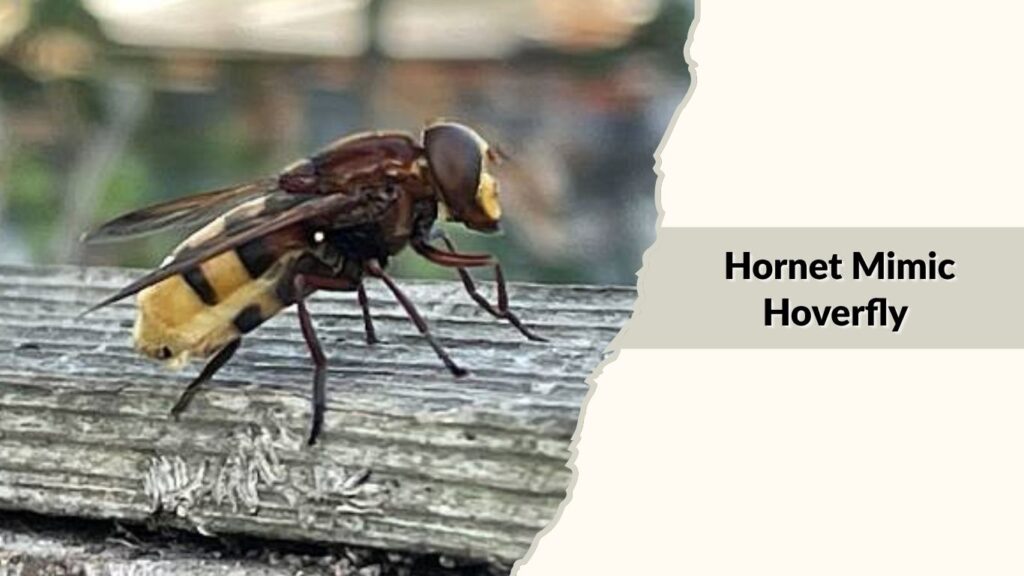  Hornet Mimic Hoverfly 