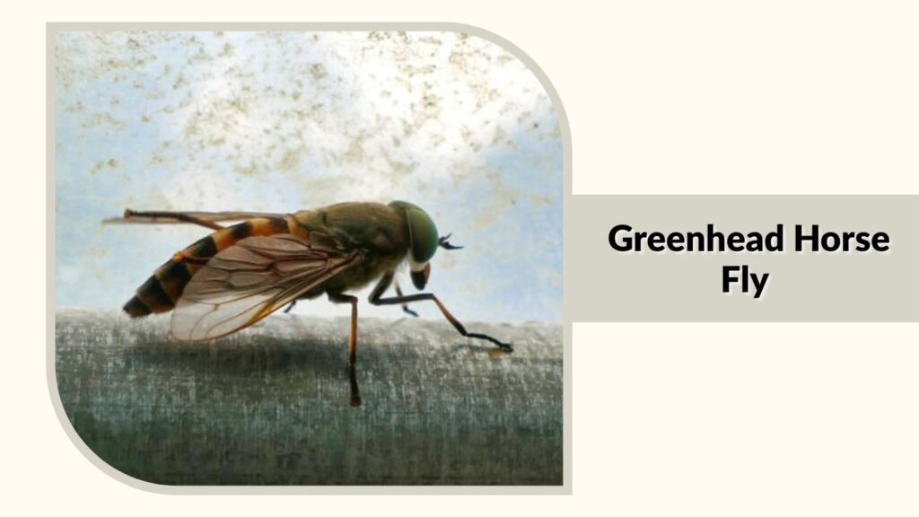 Greenhead Horse Fly