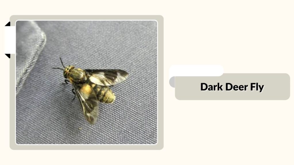 Dark Deer Fly