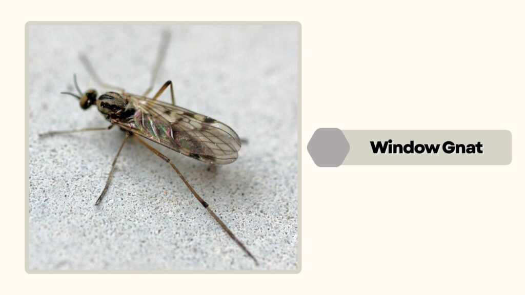 Window Gnat