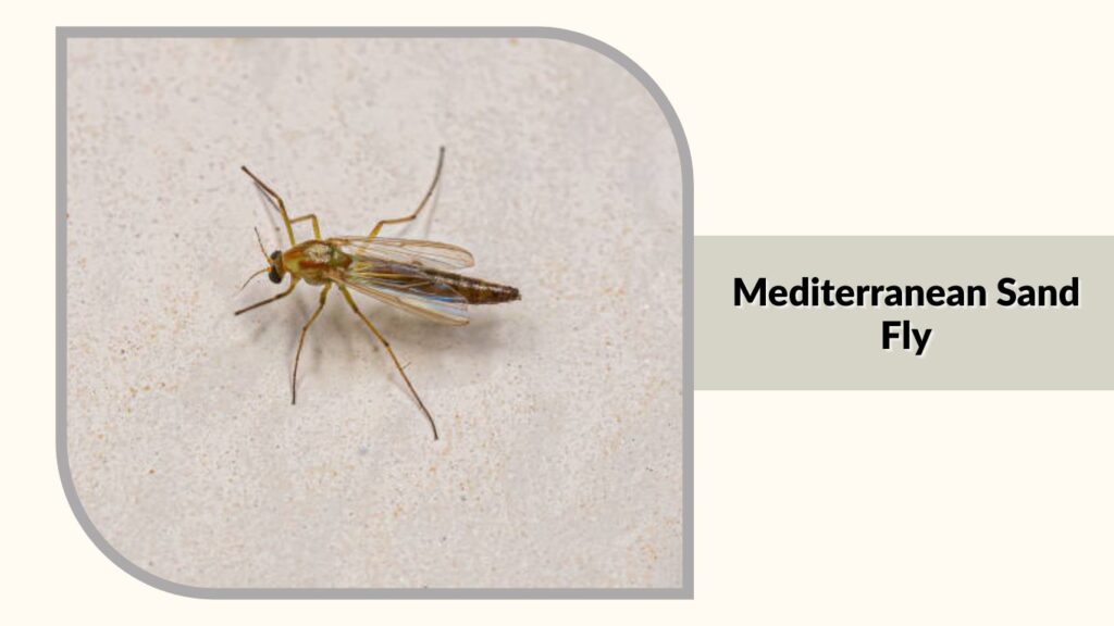 Mediterranean Sand Fly