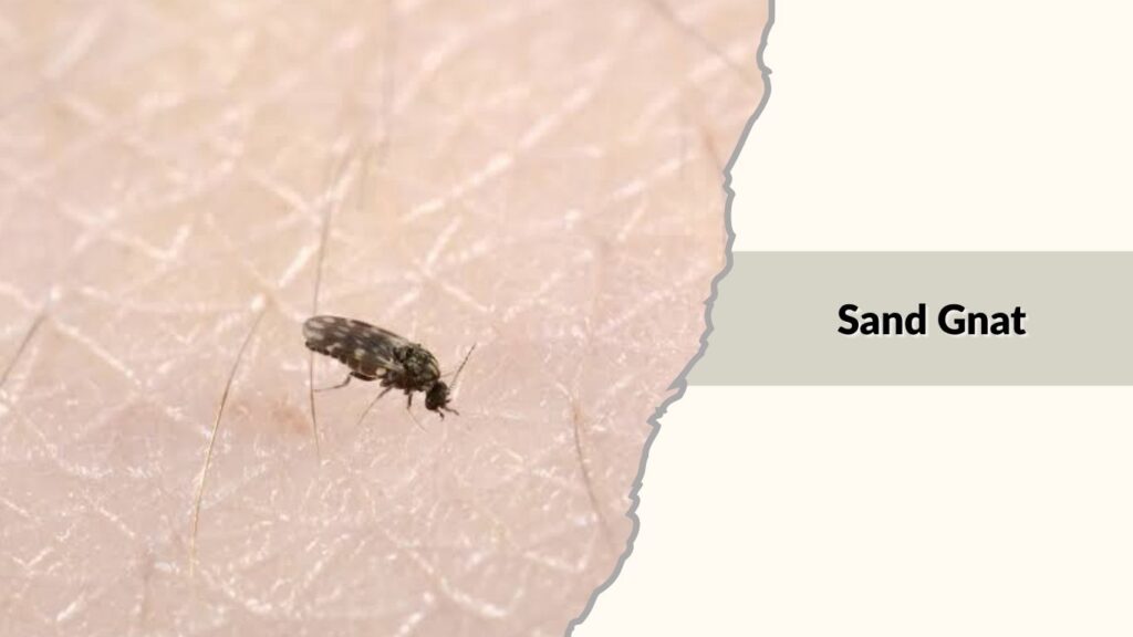 Sand Gnat