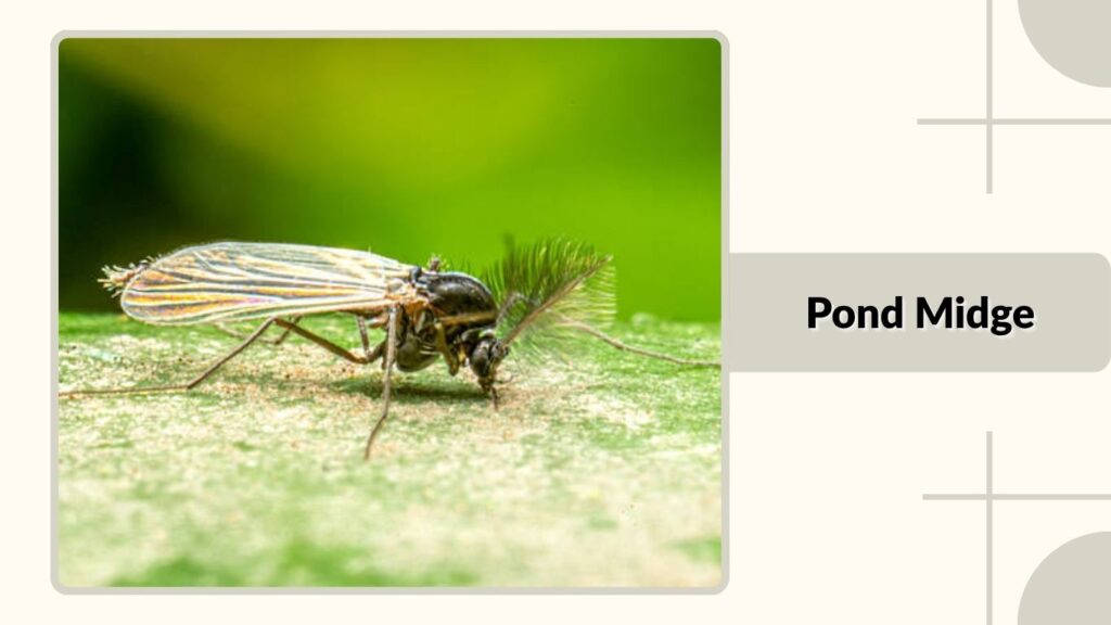 Pond Midge