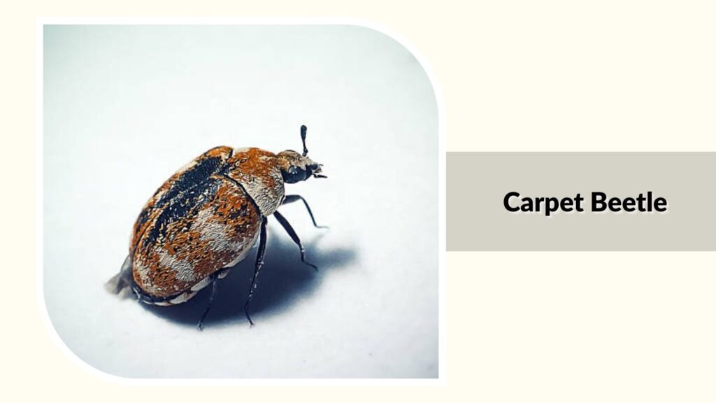  Carpet Beetle
