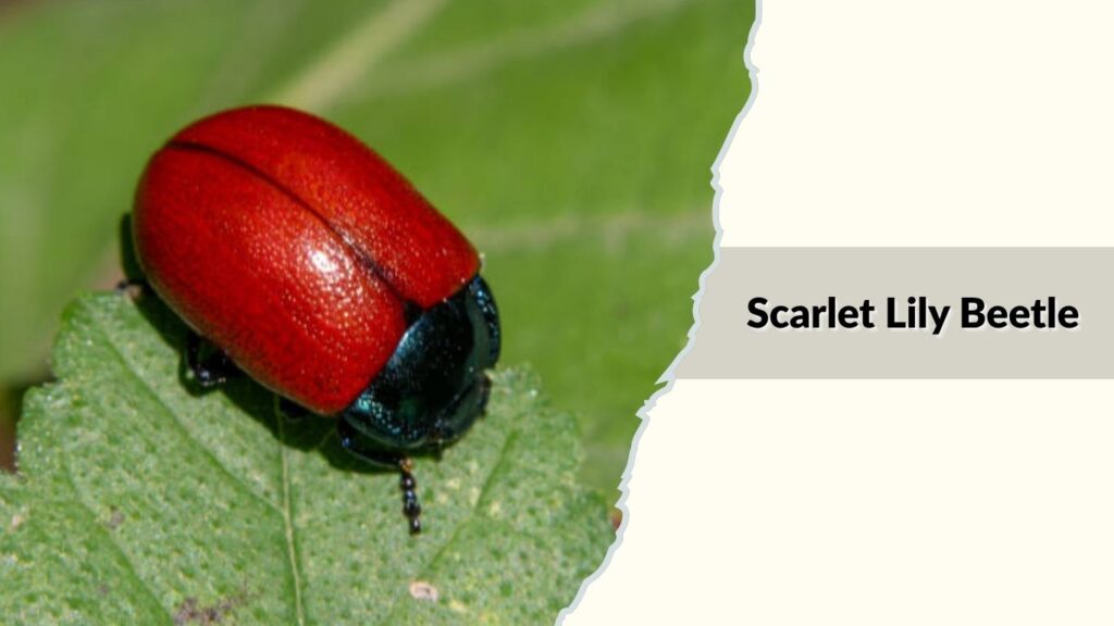 Scarlet Lily Beetle