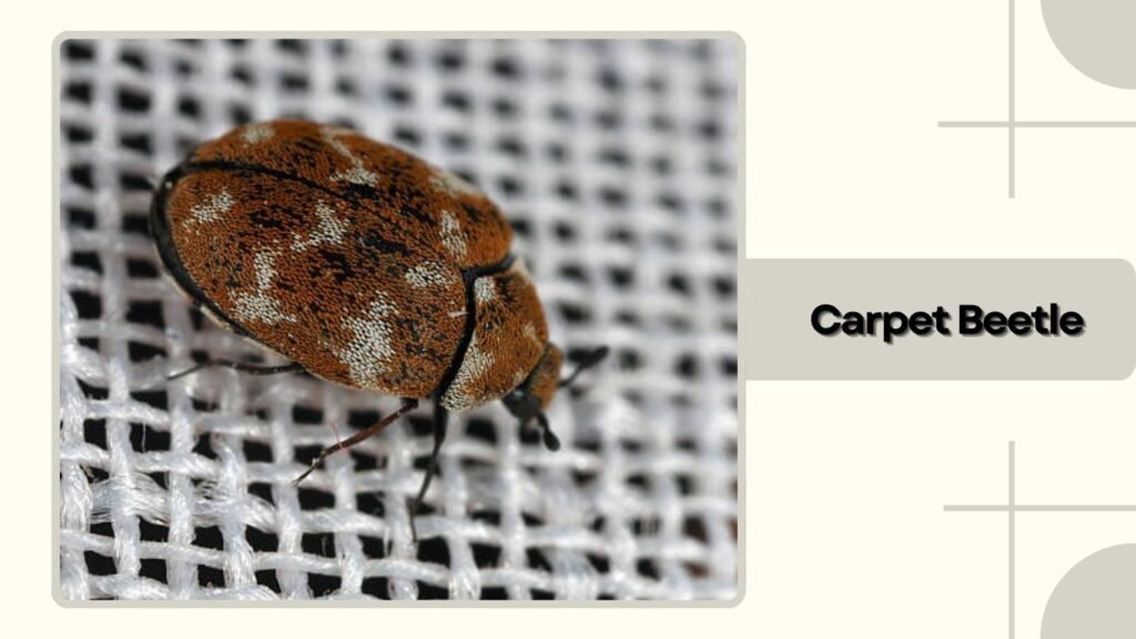 Carpet Beetle