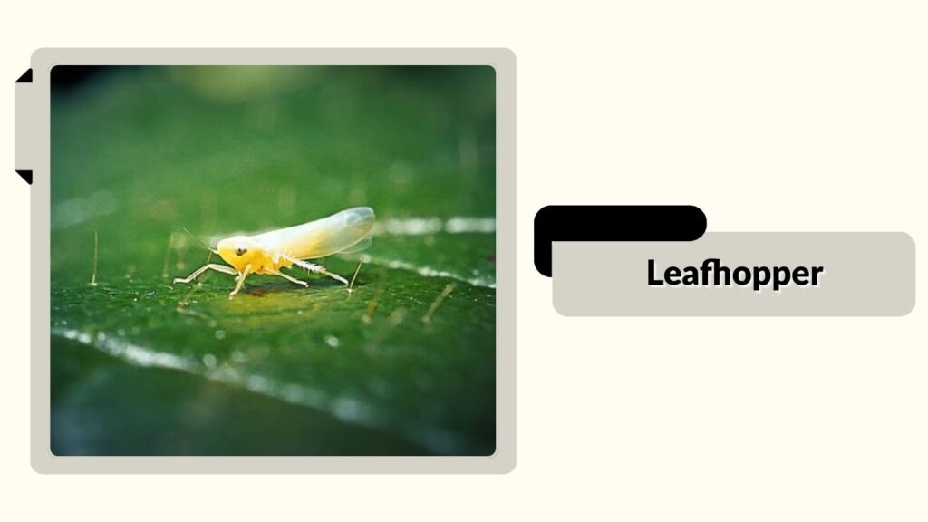 Leafhopper