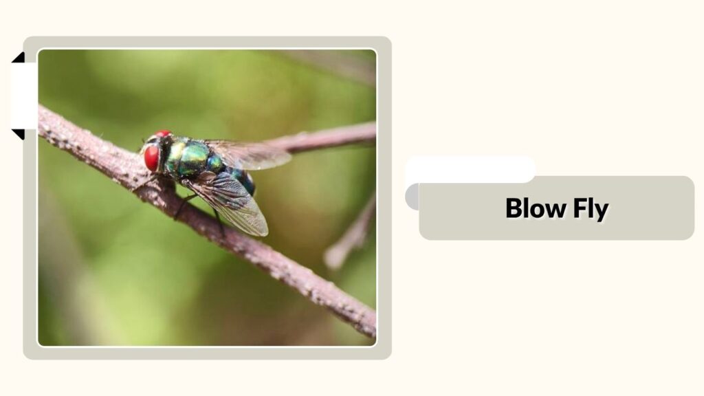 Blow Fly
