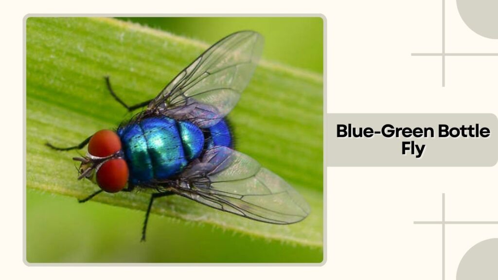 Blue-Green Bottle Fly