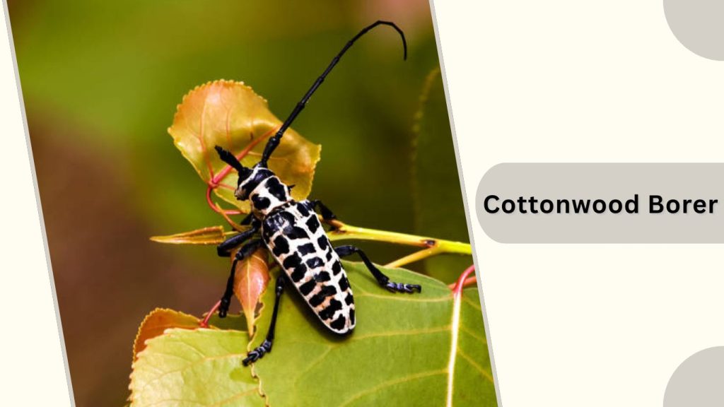  Cottonwood Borer