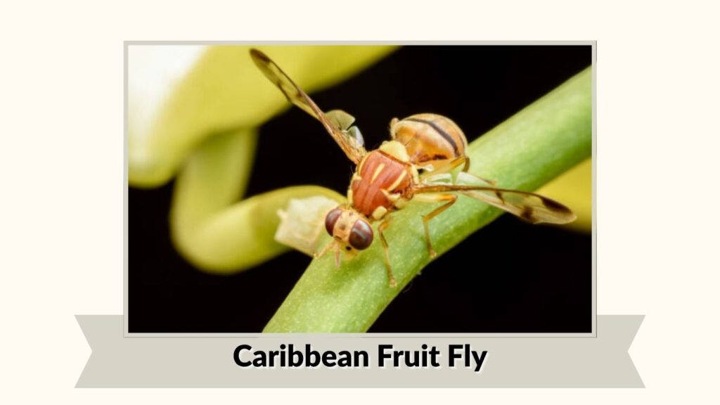 Caribbean Fruit Fly