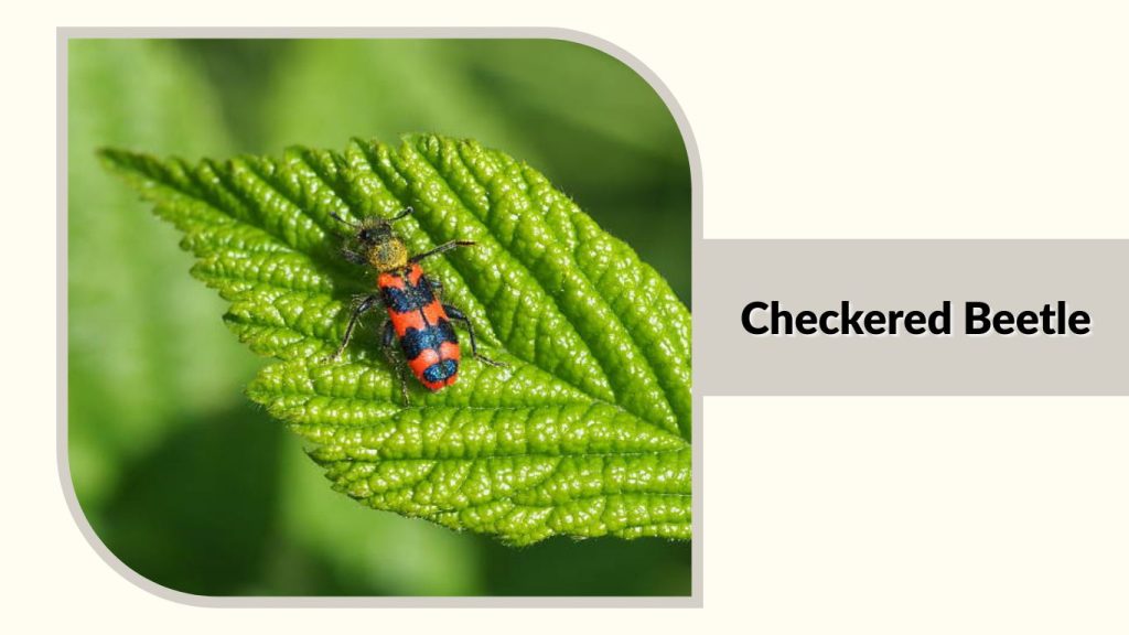 Checkered Beetle