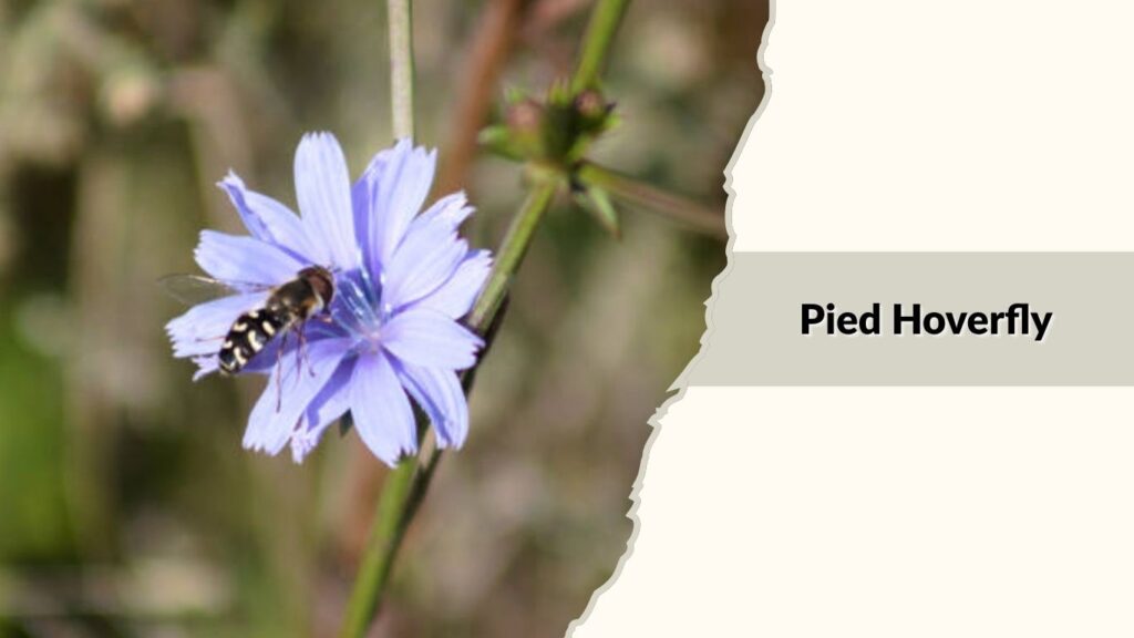 Pied Hoverfly